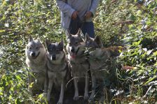 Delphi, Chu, Pepples und Kalli