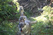 Chu, Pepples und Delphi