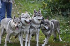 Kalli, Delphi, Pepples und Chu