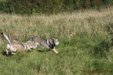 Kalli und Pepples