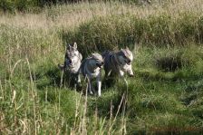 Chu, Delphi und Kalli