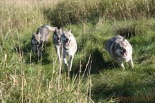 Pepples, Chu, Delphi und Kalli