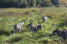 Kalli, Pepples, Delphi und Chu