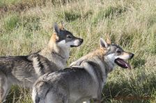 Pepples und Kalli