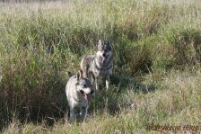 Delphi und Pepples