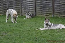 Delphi, Chu & Kalli