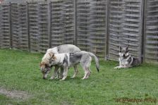 Delphi, Kalli & Chu