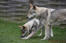 Kalli & Delphi