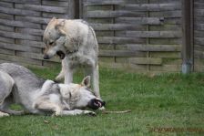 Kalli & Delphi