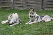 Kalli & Delphi