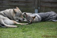 Kalli & Delphi
