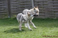 Kalli & Delphi