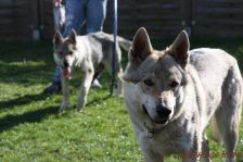 Kalli & Delphi