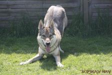 Floyd