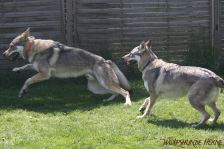 Floyd und Gwynni