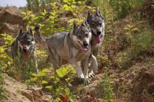 Pepples, Kalli und Chunami