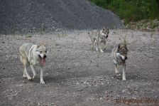 Delphi, Kalli und Chunami