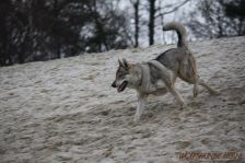 Kalli