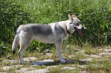 Yukon (Fiasco)