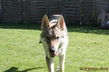 Floyd
