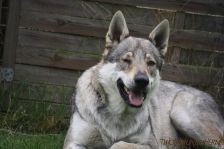 Kalli