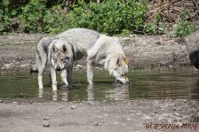 Kalli & Delphi
