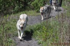 Delphi, Kalli & Chu