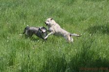 Chu & Delphi