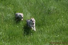 Kalli & Chu