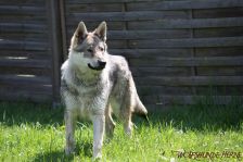 Kalli