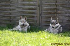 Delphi & Chu