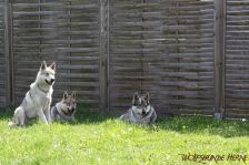 Delphi, Kalli & Chu