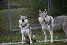 Gwynifer & Kalli