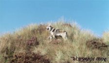 Bandit & Shakira ¦ 13.09.2003