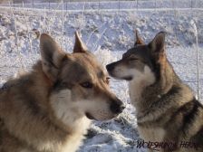 Bandit & Shakira ¦ 21.12.2007