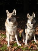 Bandit & Shakira ¦ 22.10.2007