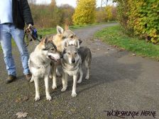 Chunami, Bandit & Shakira ¦ 02.11.2008