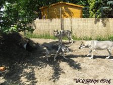 Bandit, Chunami & Shakira ¦ 24.05.2008
