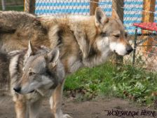 Shakira & Bandit ¦ 02.12.2009
