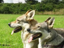 Bandit & Shakira ¦ 15.07.2009