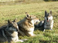 Shakira, Bandit & Chunami ¦ 15.10.2009