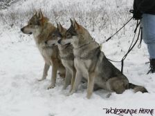 Bandit, Shakira & Chunami ¦ 03.01.2010