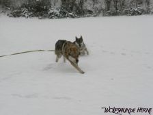 Bandit & Chunami ¦ 03.01.2010