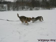 Bandit & Chunami ¦ 03.01.2010