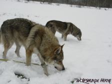 Bandit & Shakira ¦ 03.01.2010