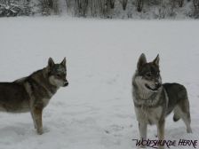 Shakira & Chunami ¦ 03.01.2010