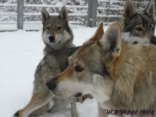 Shakira, Bandit & Chunami ¦ 03.01.2010