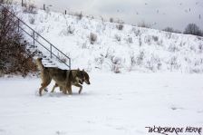 Chunami & Shakira ¦ 11.01.2010