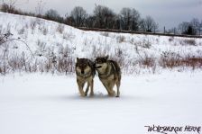 Shakira & Chunami ¦ 11.01.2010
