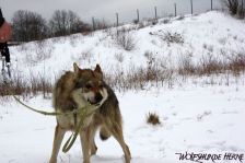 Bandit ¦ 11.01.2010